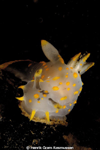 Ploycera Quadrilineata by Henrik Gram Rasmussen 